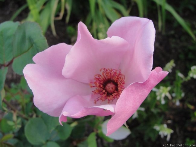 'Dainty Bess' rose photo