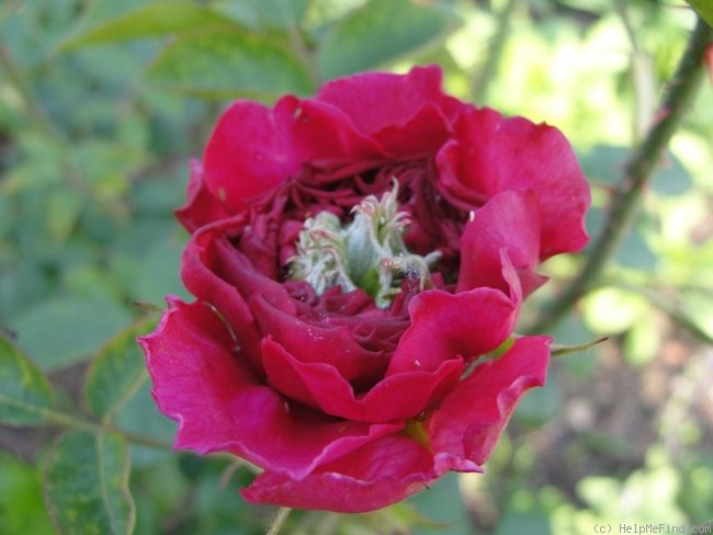 'Noble Antony' rose photo