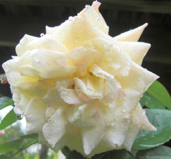 'Moondance (floribunda, Zary, 2007)' rose photo