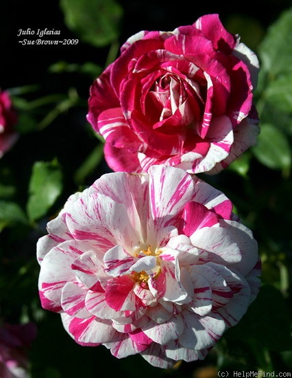 'Julio Iglesias (floribunda, Meilland, 2006)' rose photo