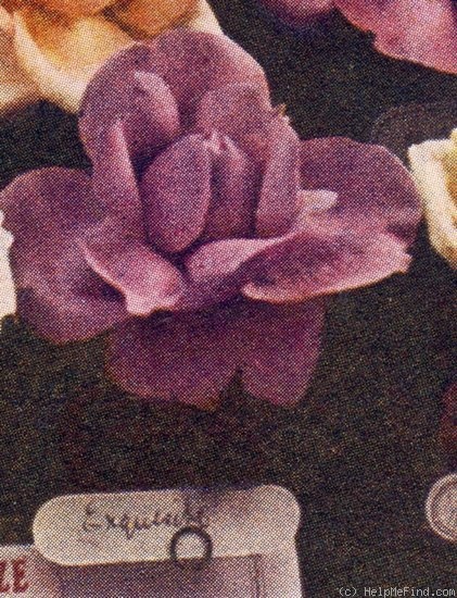 'Exquisite (hybrid tea, Paul, 1899)' rose photo