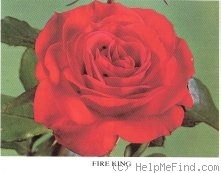 'Fire King (floribunda, Meilland, 1957)' rose photo