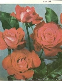 'Banzai (hybrid tea, Meilland 1961)' rose photo