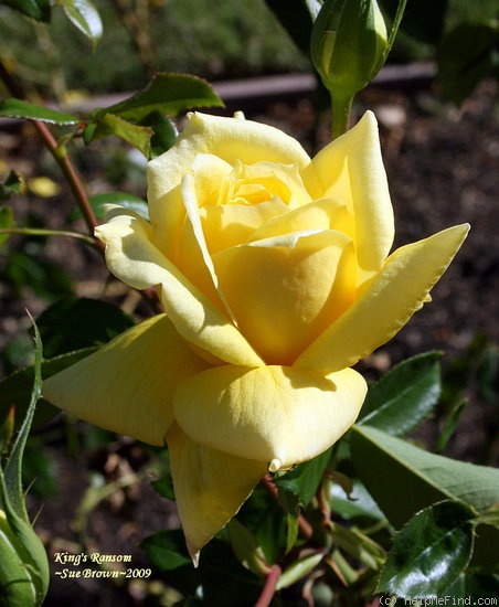'King's Ransom' rose photo