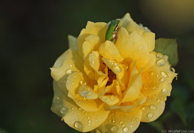 'Gold Bunny' rose photo