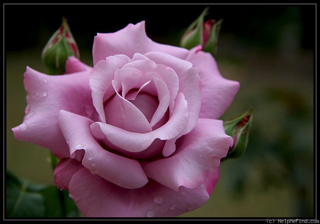 'Charles de Gaulle ®' rose photo