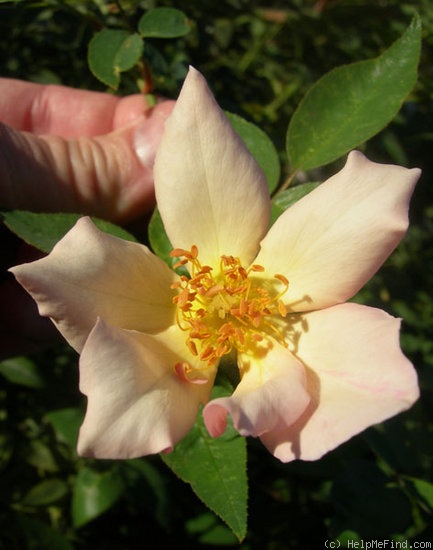 'AMCXRB' rose photo