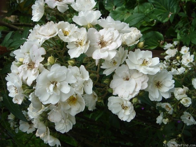 'Seagull' rose, click to enlarge 'Seagull' rose photo