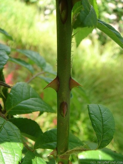 'Seagull' rose, click to enlarge 'Seagull' rose photo