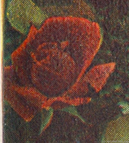 'General McArthur' rose photo