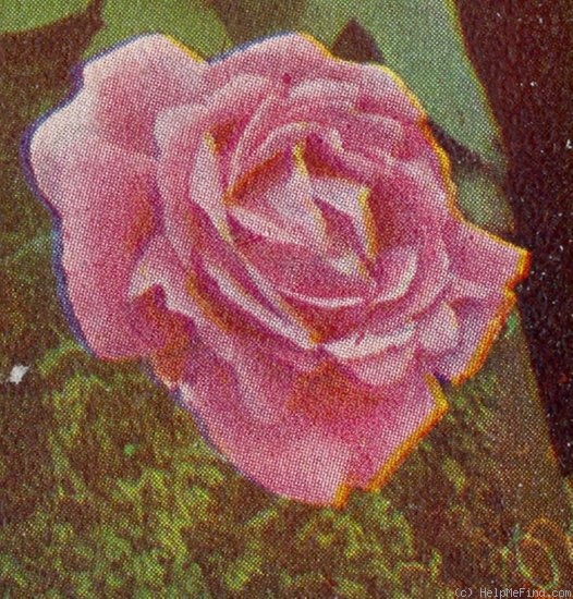 'Gustav Grünerwald' rose photo