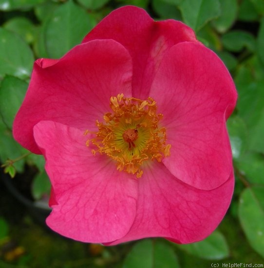 'Betty Prior' rose photo