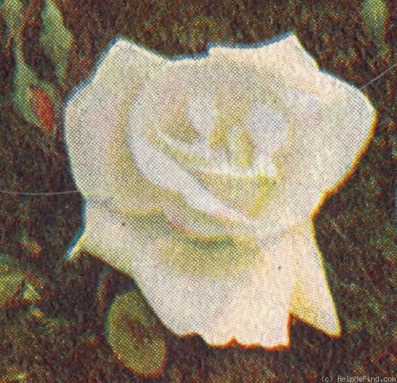 'White Killarney' rose photo