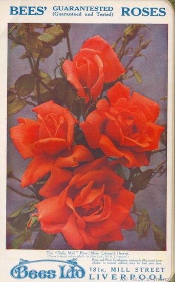 'The Daily Mail Rose' rose photo