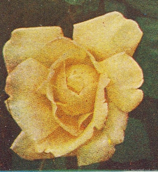 'Duchess of Wellington' rose photo