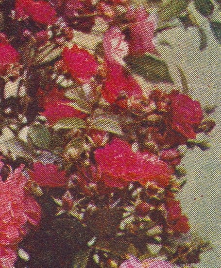 'Jessie' rose photo