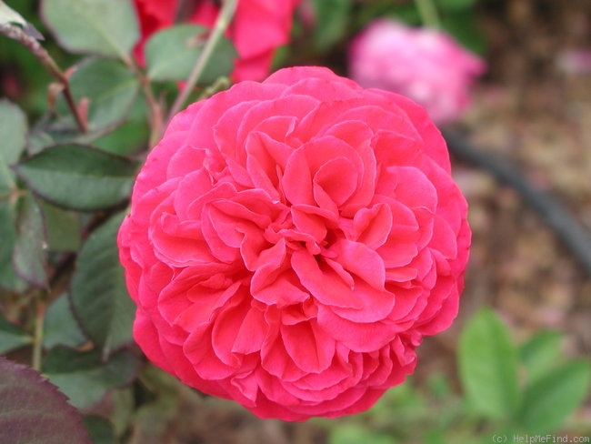 'Rosemary Rose' rose photo