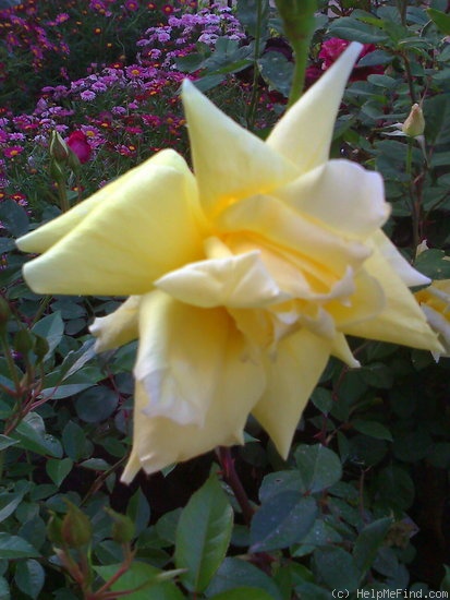 'Arlene Francis' rose photo