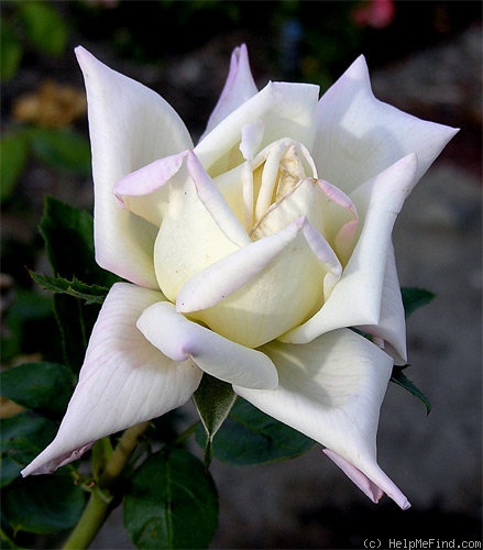 'Amelia Earhart (Hybrid Tea, Reymond, 1929)' rose photo