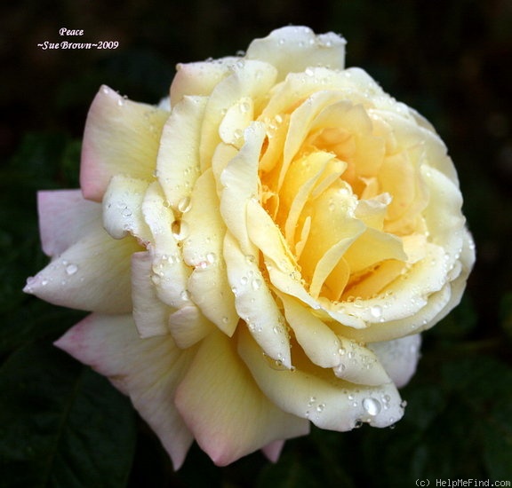'Peace (hybrid tea, Meilland 1935)' rose photo