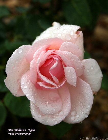 'Mrs. William C. Egan' rose photo