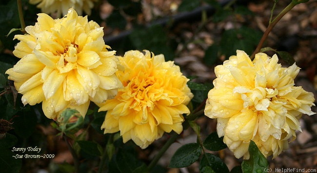 'Sunny Today' rose photo