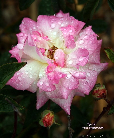 'Tip-Top (polyantha, Lambert, 1909)' rose photo