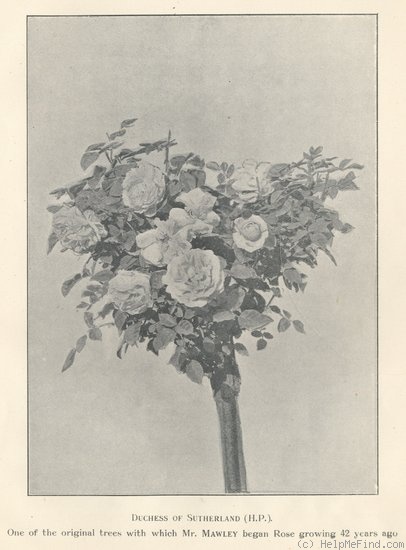 'Duchess of Sutherland (hybrid perpetual, Laffay 1839)' rose photo