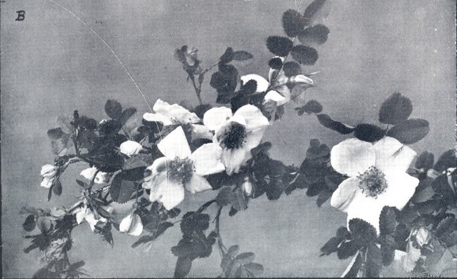 '<i>Rosa altaica</i> Willd. syn.' rose photo