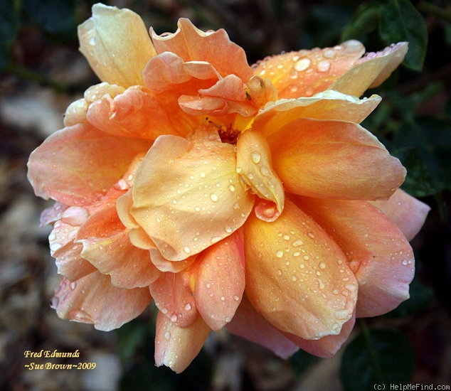 'Fred Edmunds' rose photo