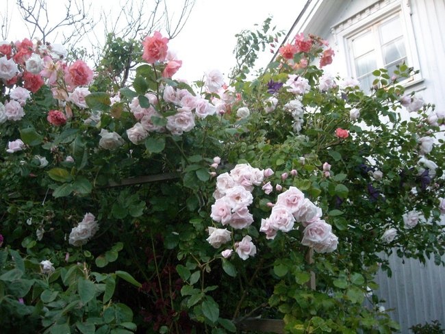 'Arvids garden, Lista'  photo
