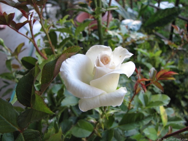 'Cachet ™' rose photo