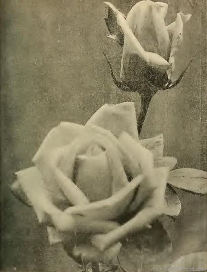 'Lady Downe' rose photo