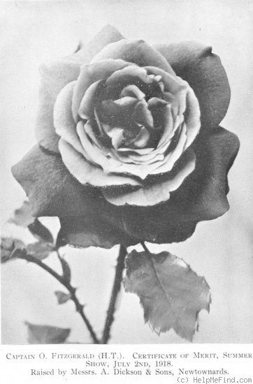 'Col. Oswald Fitzgerald' rose photo