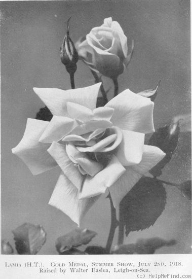'Lamia' rose photo