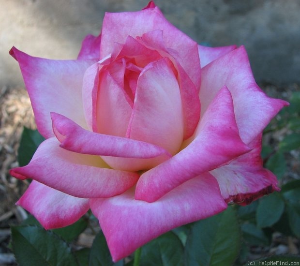 'Kordes' Perfecta' rose photo