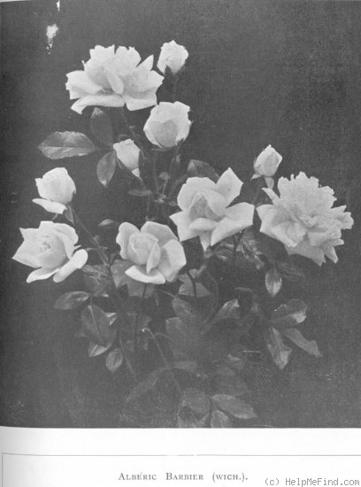 'Albéric Barbier (Rambler, Barbier, 1900)' rose photo