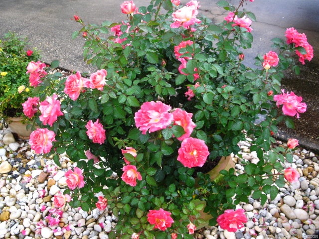 'Lovestruck ™ (floribunda, Zary, 2004)' rose photo