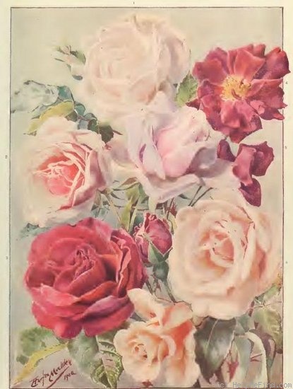 'Ben Cant' rose photo