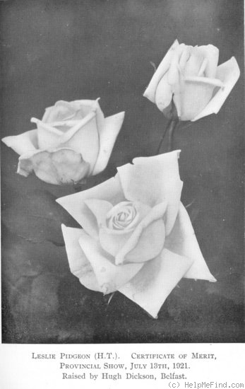 'Leslie Pidgeon' rose photo