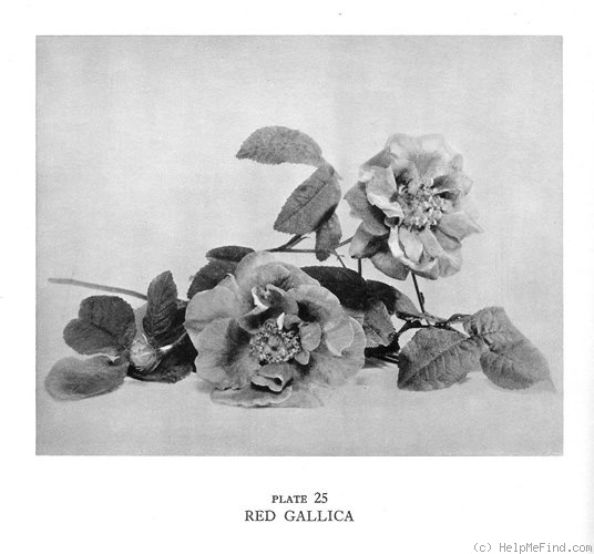 'Red Gallica' rose photo
