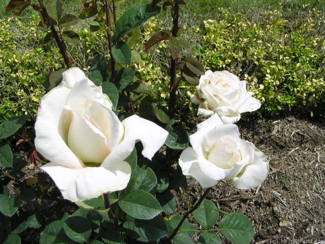 'Chalom' rose photo