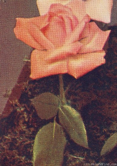 'Gorgeous (hybrid tea, Dickson, 1915)' rose photo