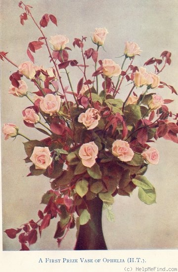'Ophelia (hybrid tea, Paul, 1912)' rose photo
