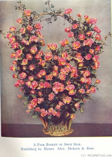 'Shot Silk' rose, click to enlarge 'Shot Silk' rose photo