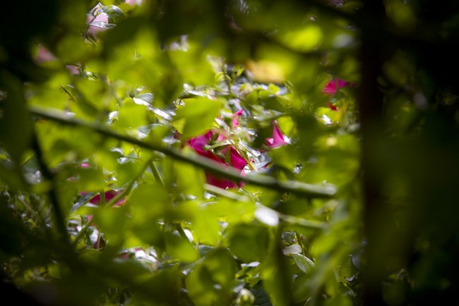 'Hilde Gunns garden Vanse'  photo