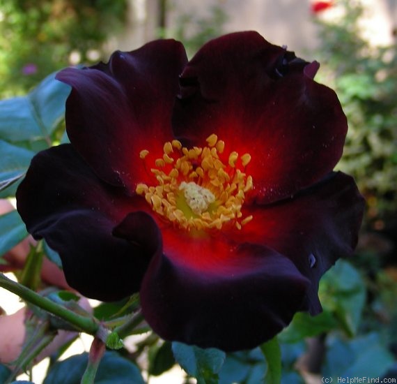 'Paul Ecke, Jr. ™' rose photo