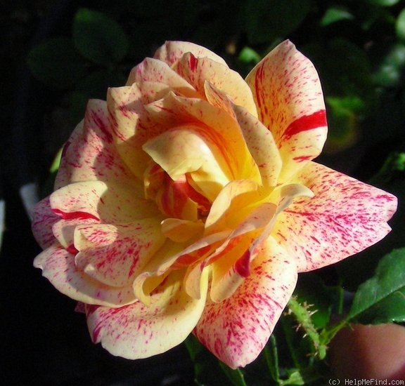 'Kim Rupert' rose photo