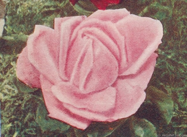 'Coronation (Hybrid Perpetual, Dickson, 1913)' rose photo