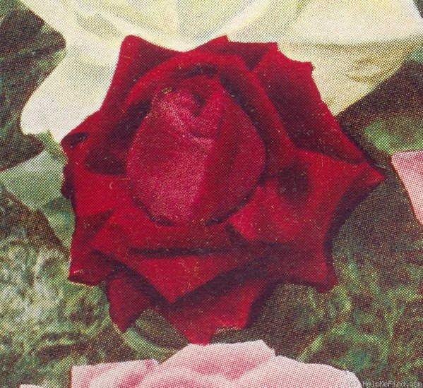 'H. V. Machin' rose photo